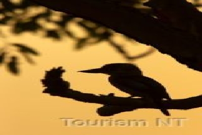 Kookaburra - a noisy bunch-NT Tiere Kookaburra.jpg
